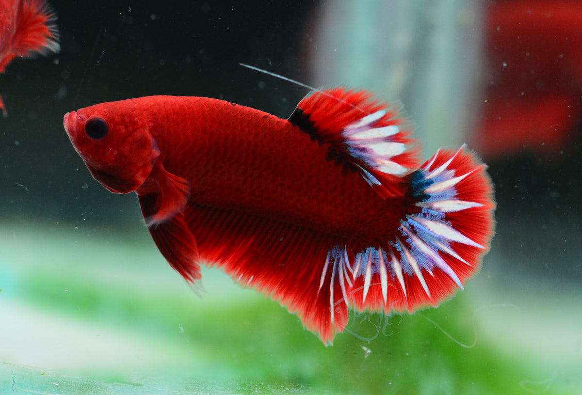 Red Hellboy HMPK Male