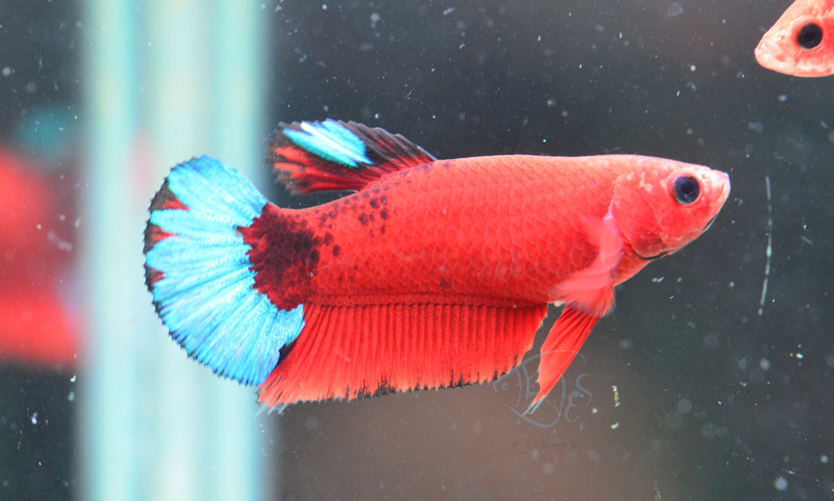 Red Hellboy HMPK Female