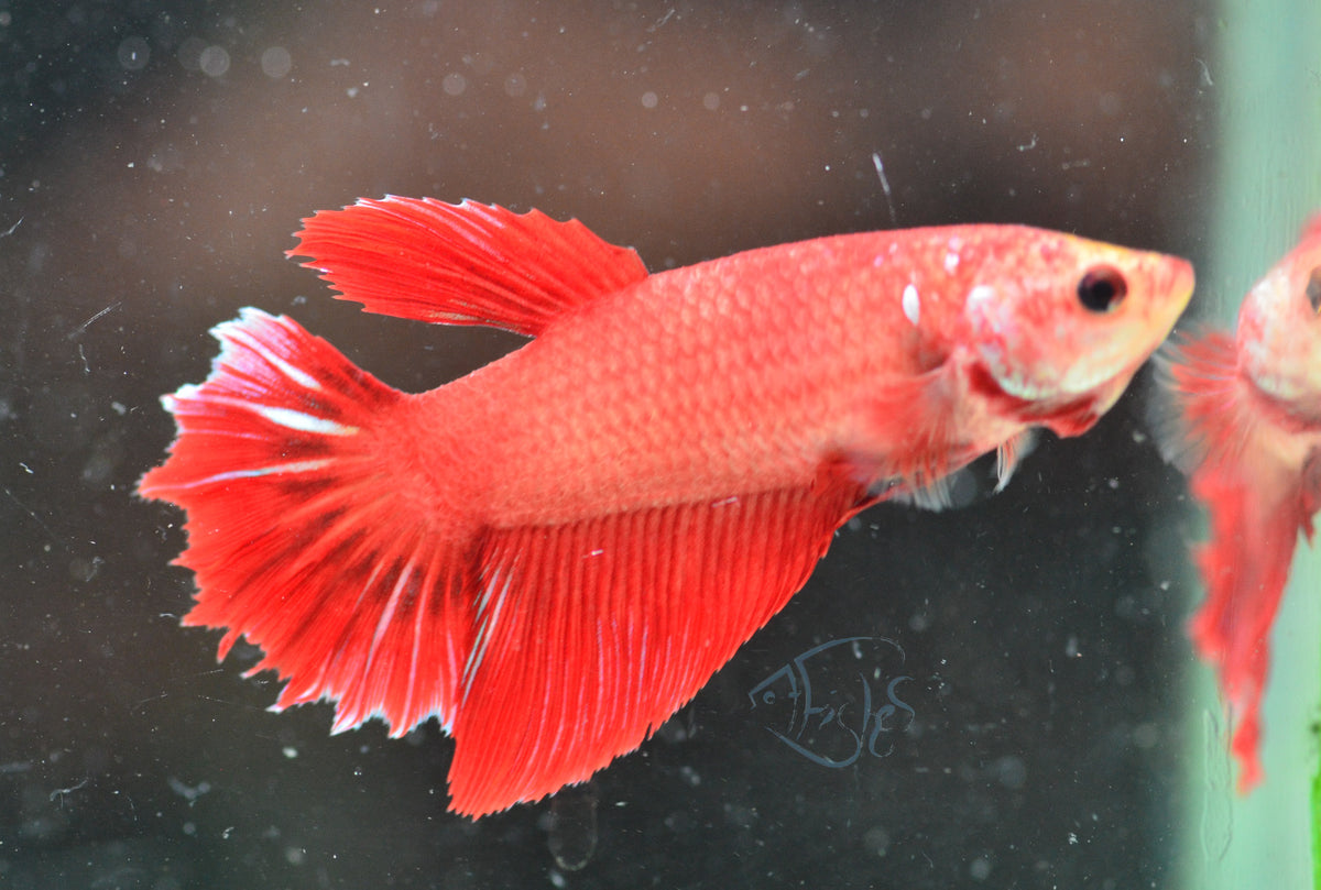 Red Halfmoon Female