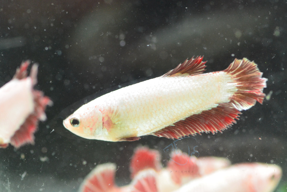 Red Dragon Halfmoon Female