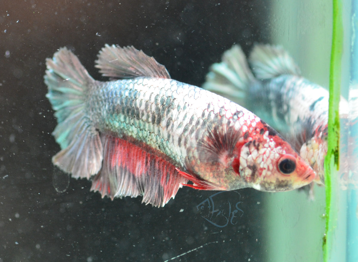 Copper Marble Halfmoon Female