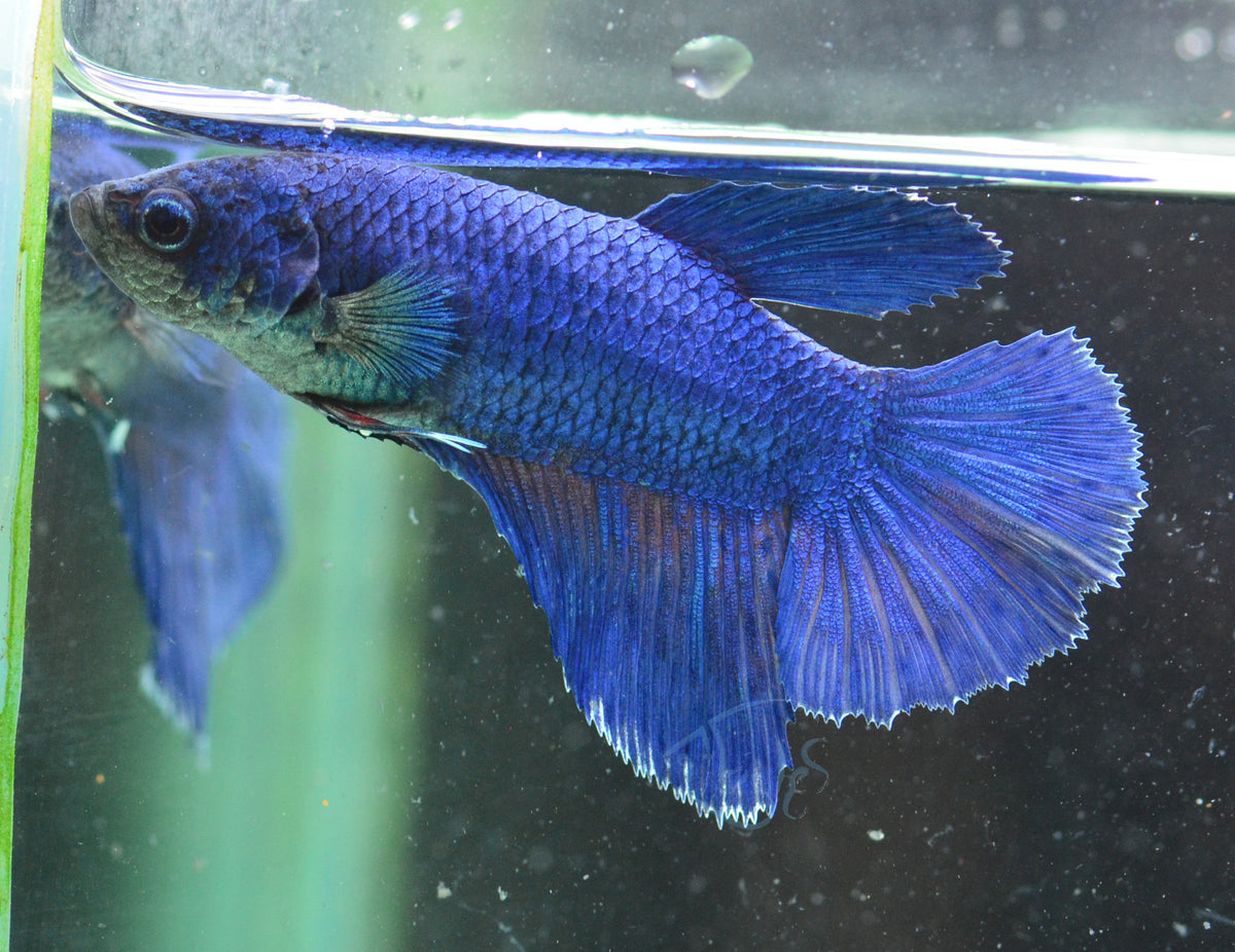 Blue Halfmoon Female