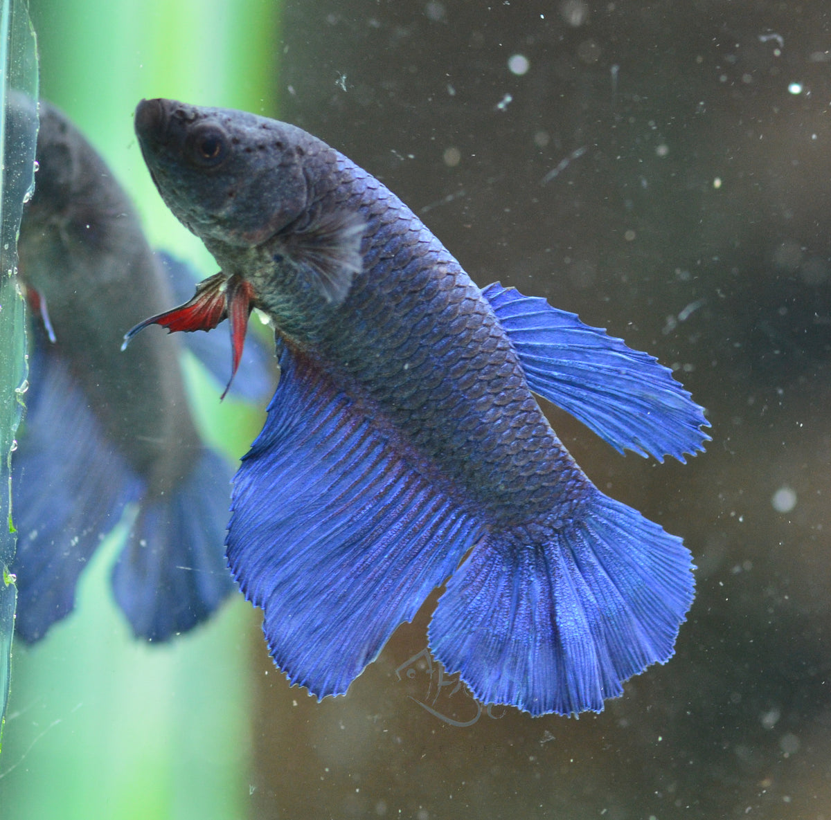 Blue Halfmoon Female