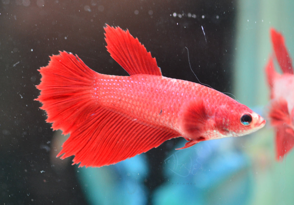 Red Halfmoon Female