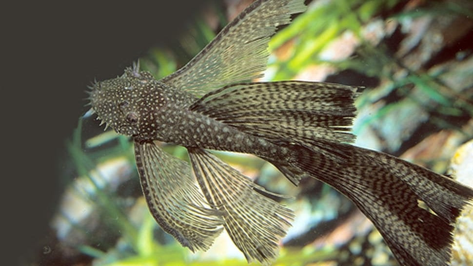 Longfin Bristlenose