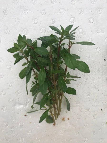 Ludwigia Repens Bare Root