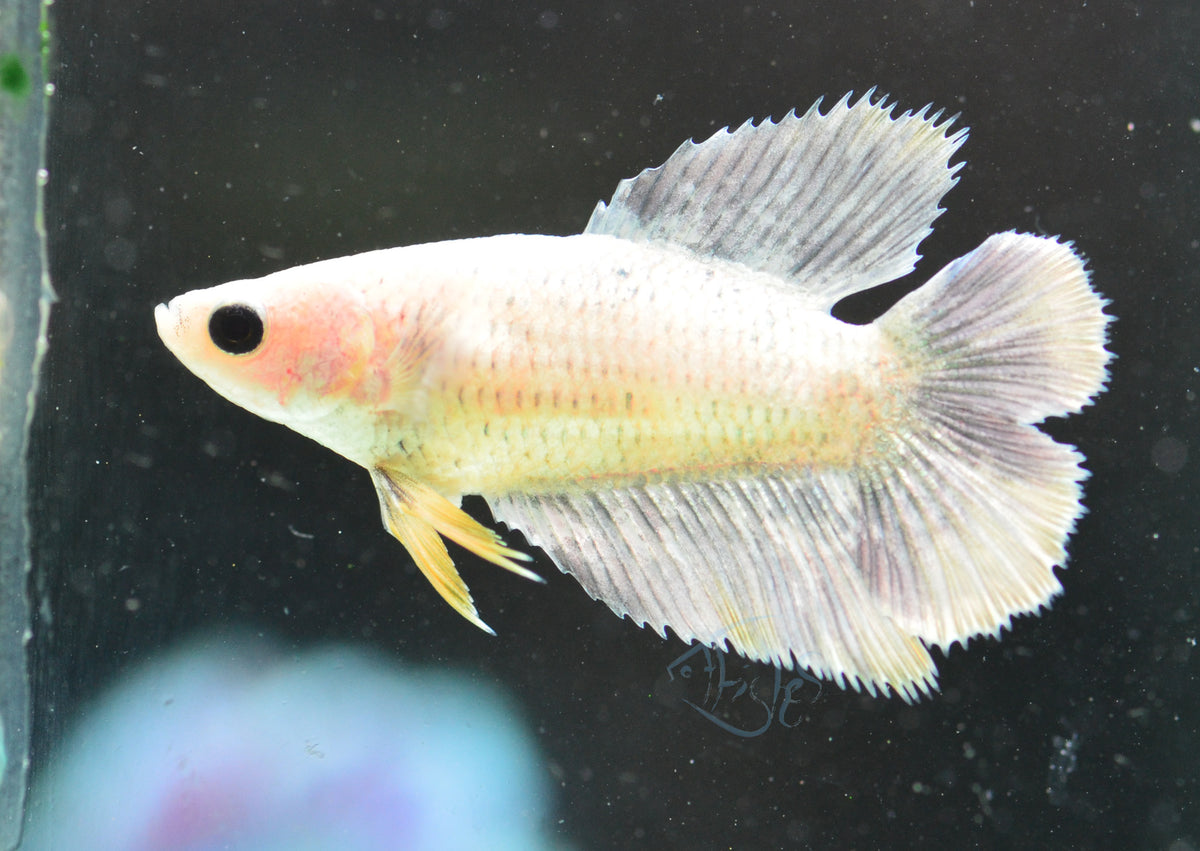 Copper Yellow Doubletail Female
