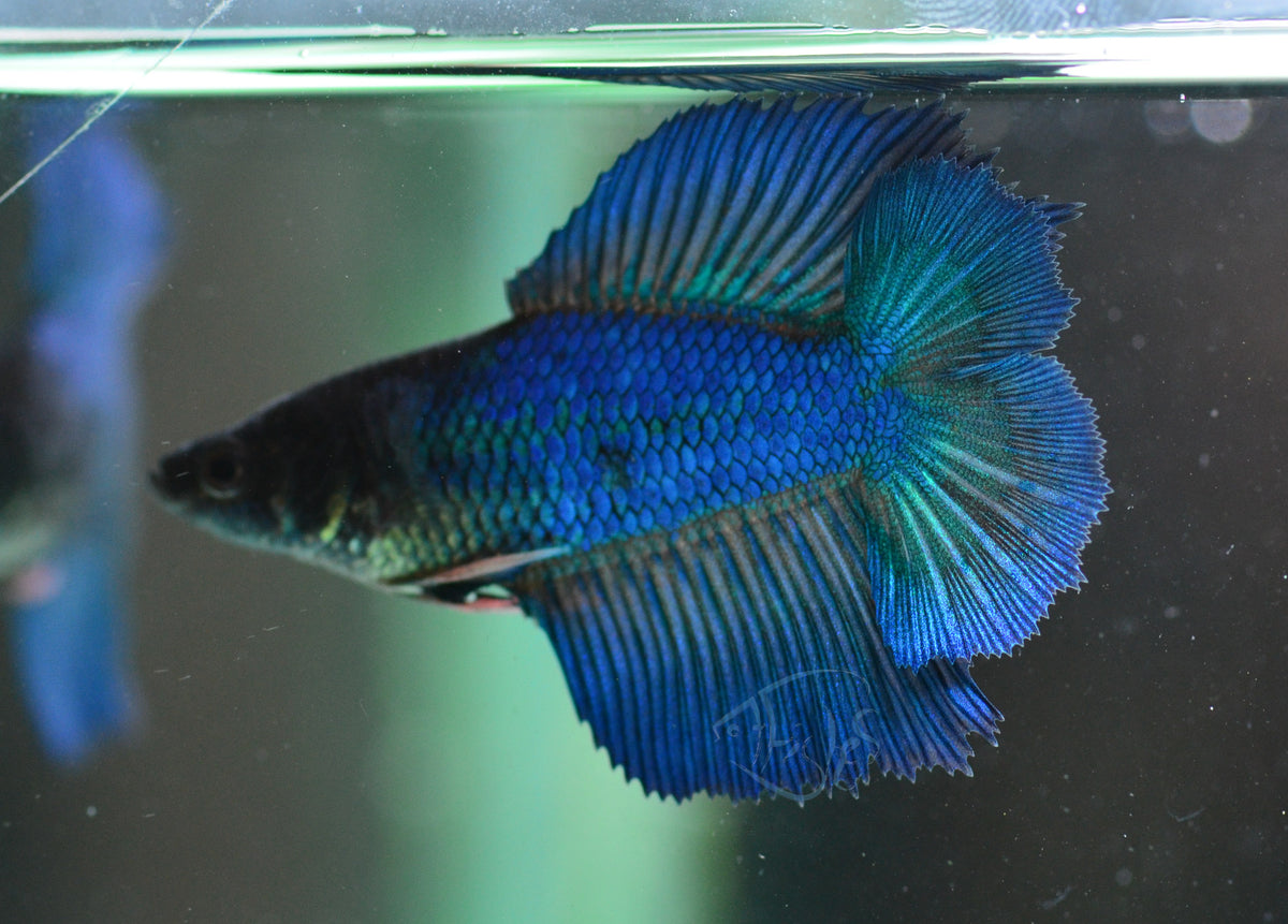 Turquoise Doubletail Female
