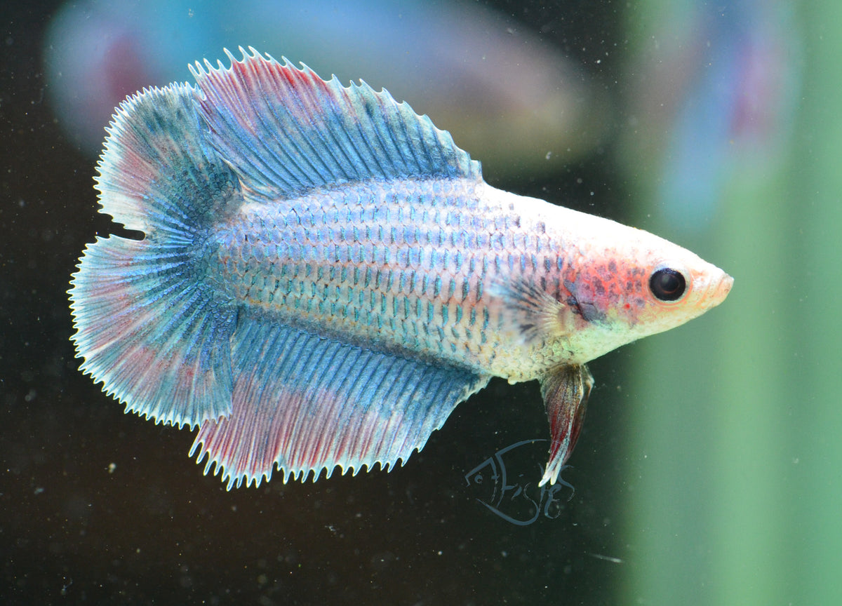 Pastel Marble Doubletail Female