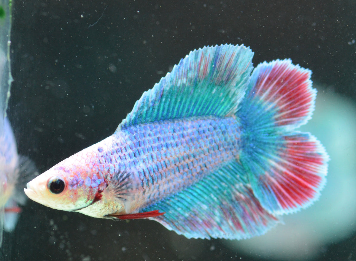 Pastel Marble Doubletail Female