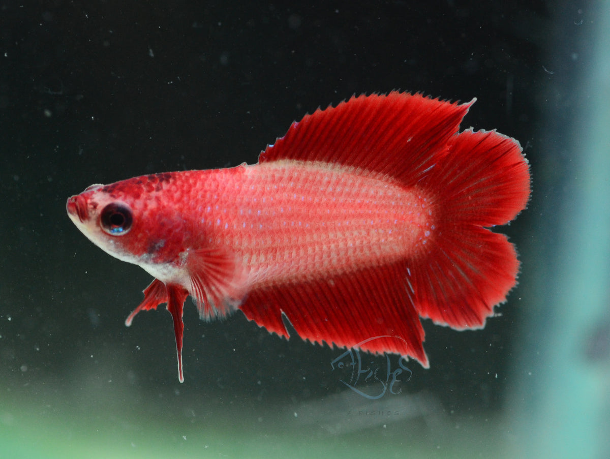 Red Doubletail Female