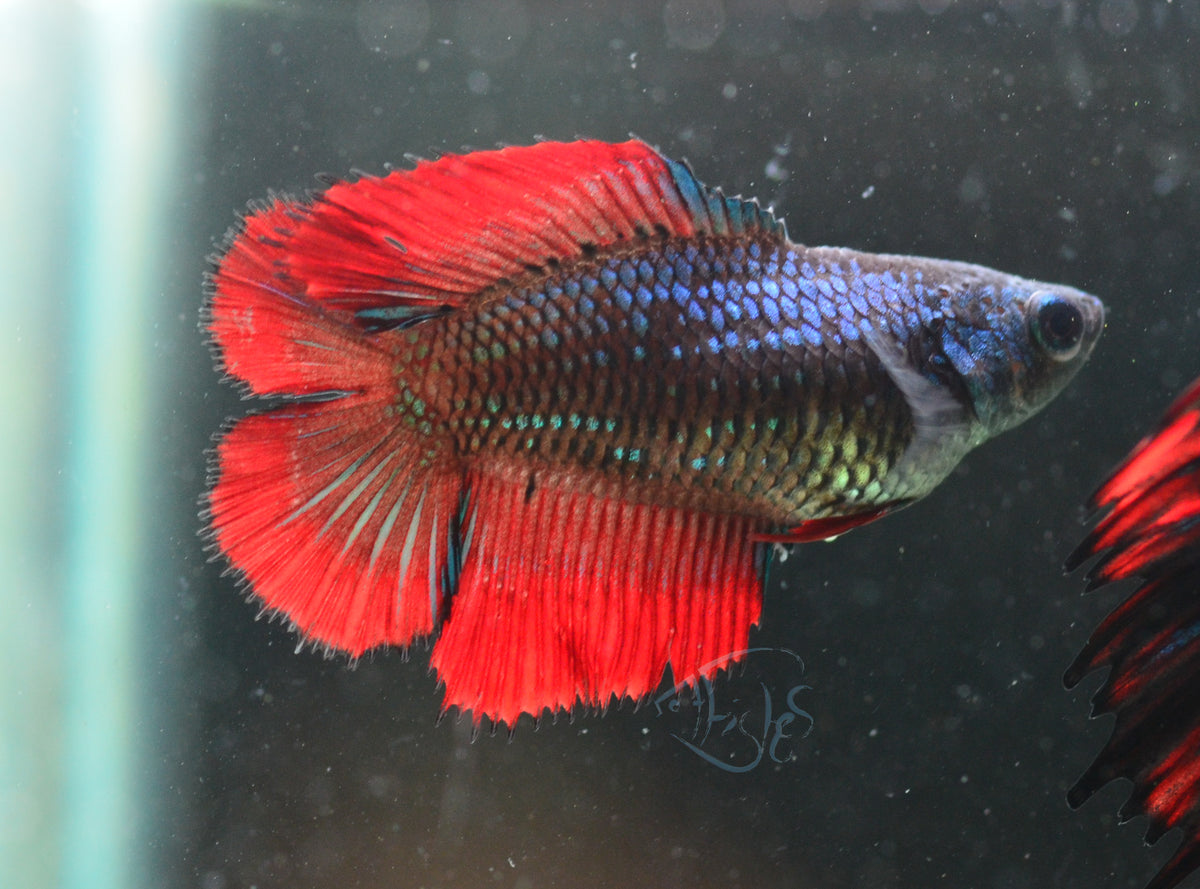Vampire Doubletail Female