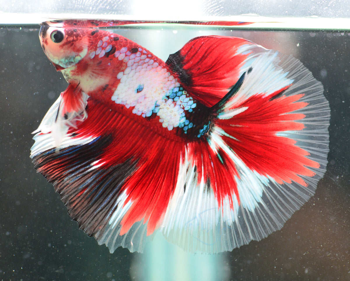 Red Galaxy Halfmoon Male