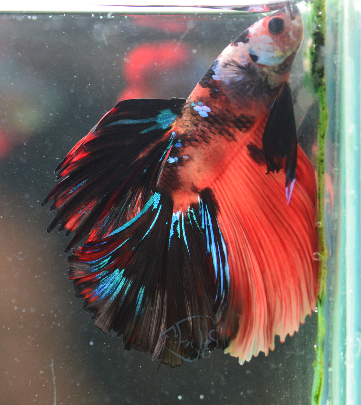 Nemo Halfmoon Male