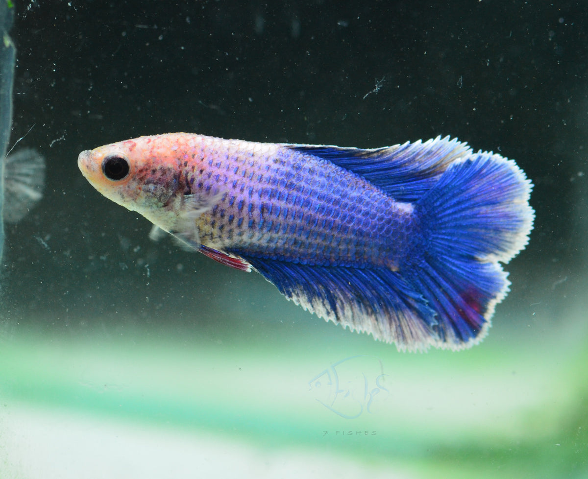 Pastel Marble Doubletail Female