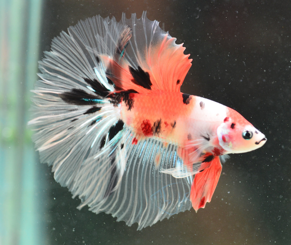 Nemo Halfmoon Male