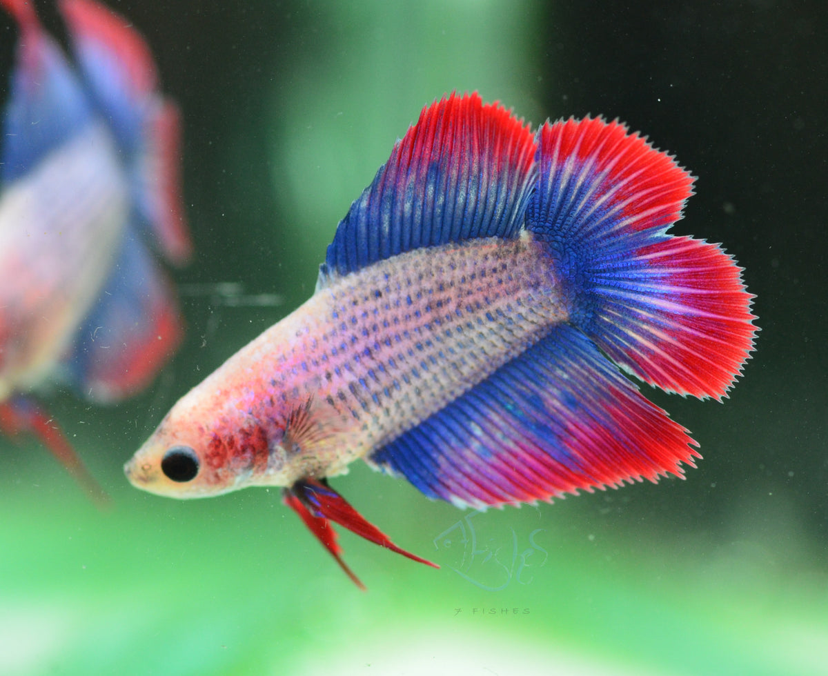 Cambodian Doubletail Female
