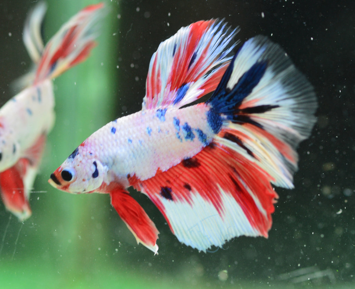 Candy Halfmoon Male