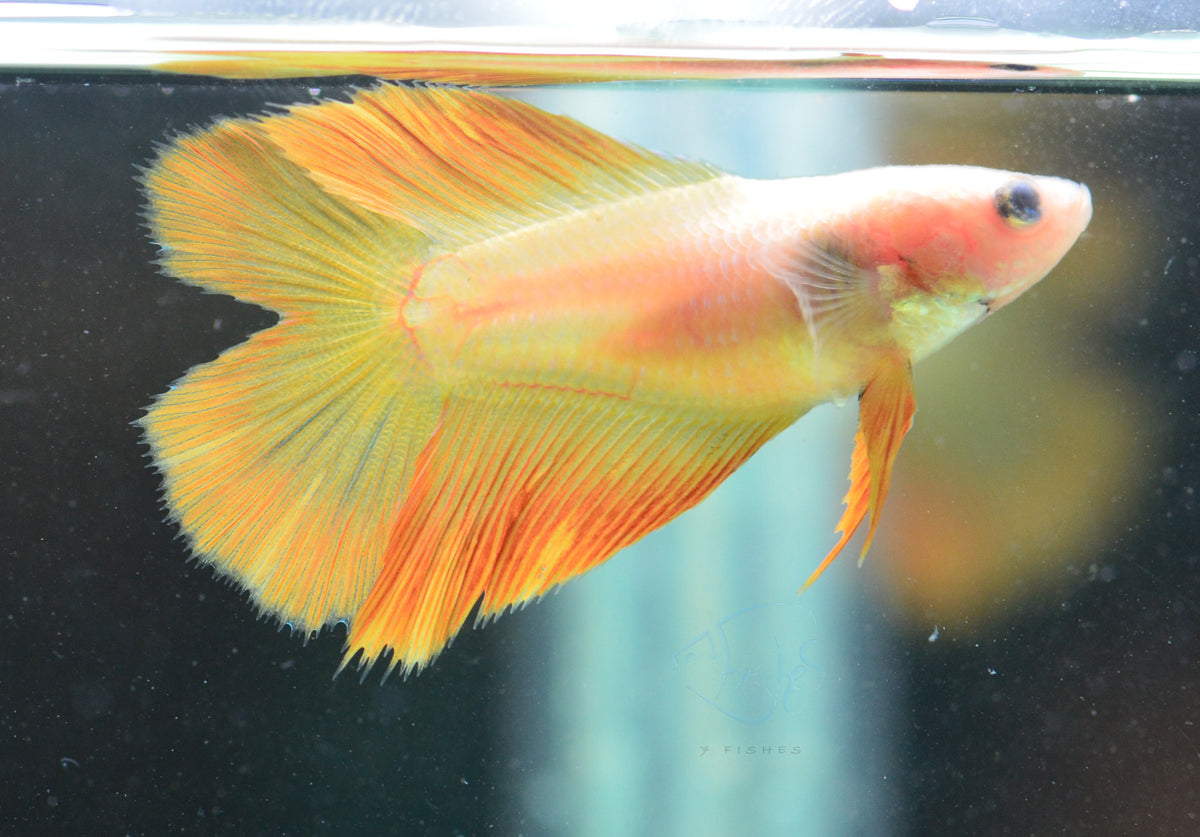 Yellow Doubletail Female