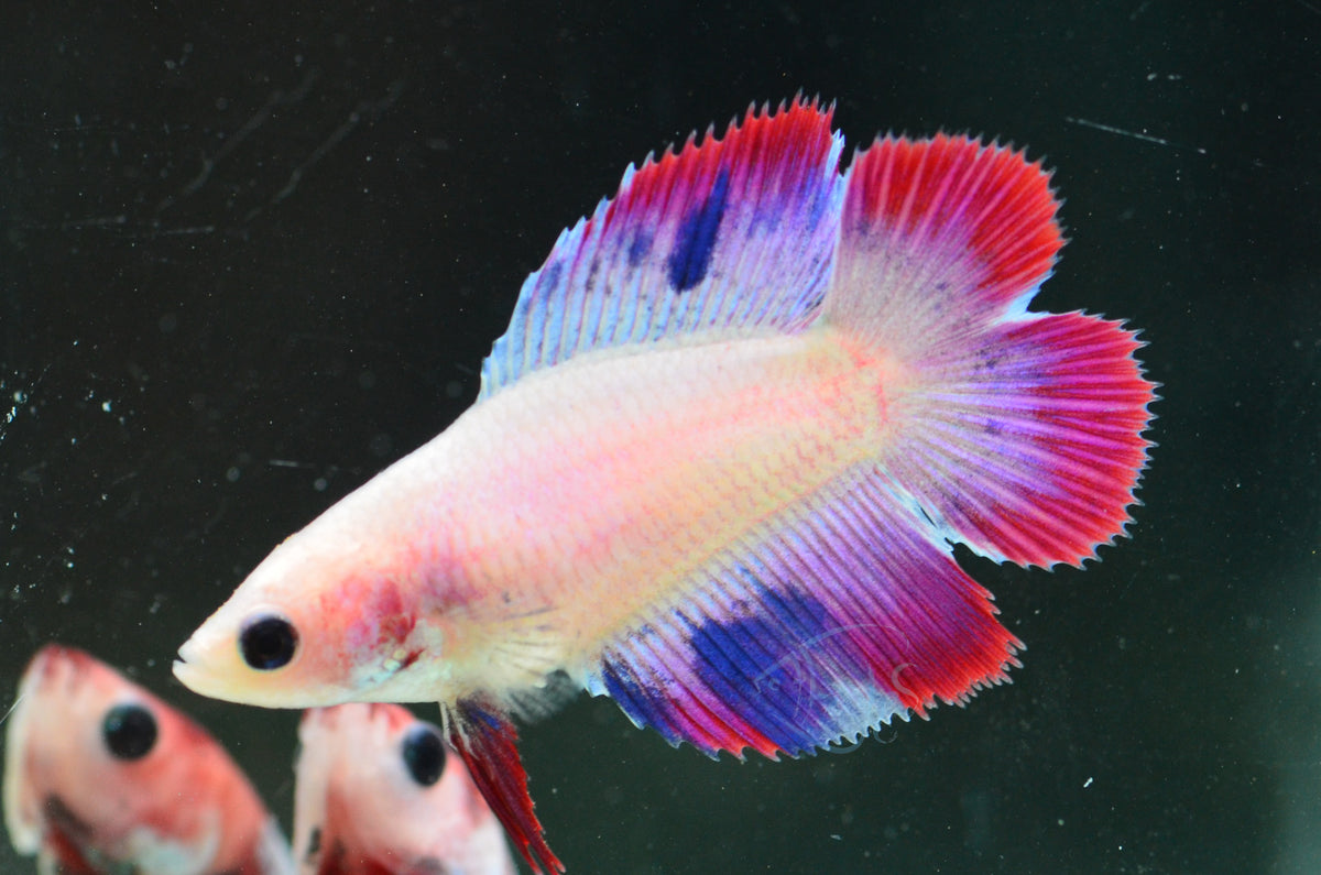 Cambodian Doubletail Female