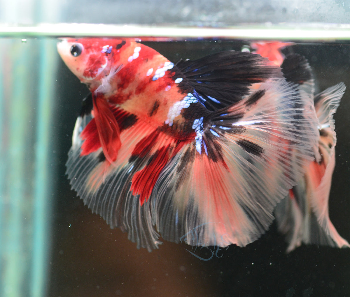 Nemo Halfmoon Male