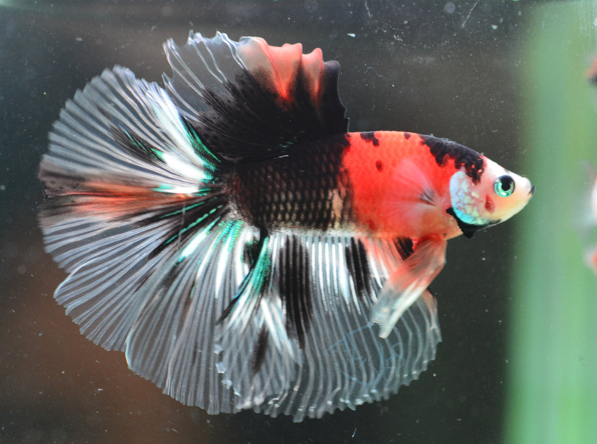 Nemo Halfmoon Male