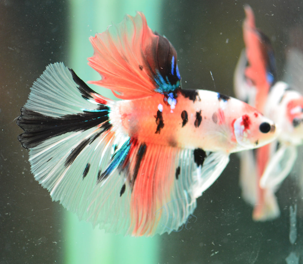 Nemo Halfmoon Male