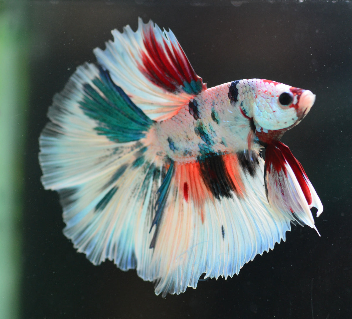 Candy Halfmoon Male