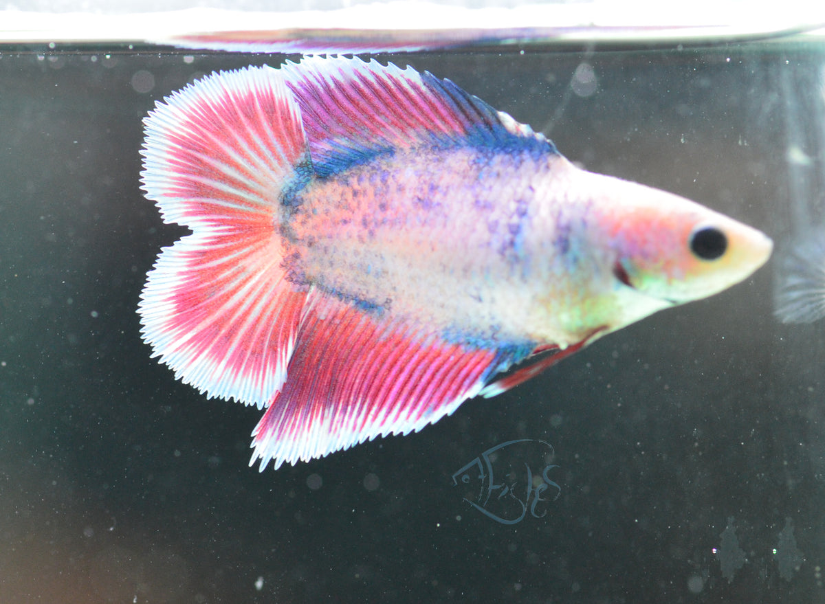 Pastel Fancy Doubletail Female