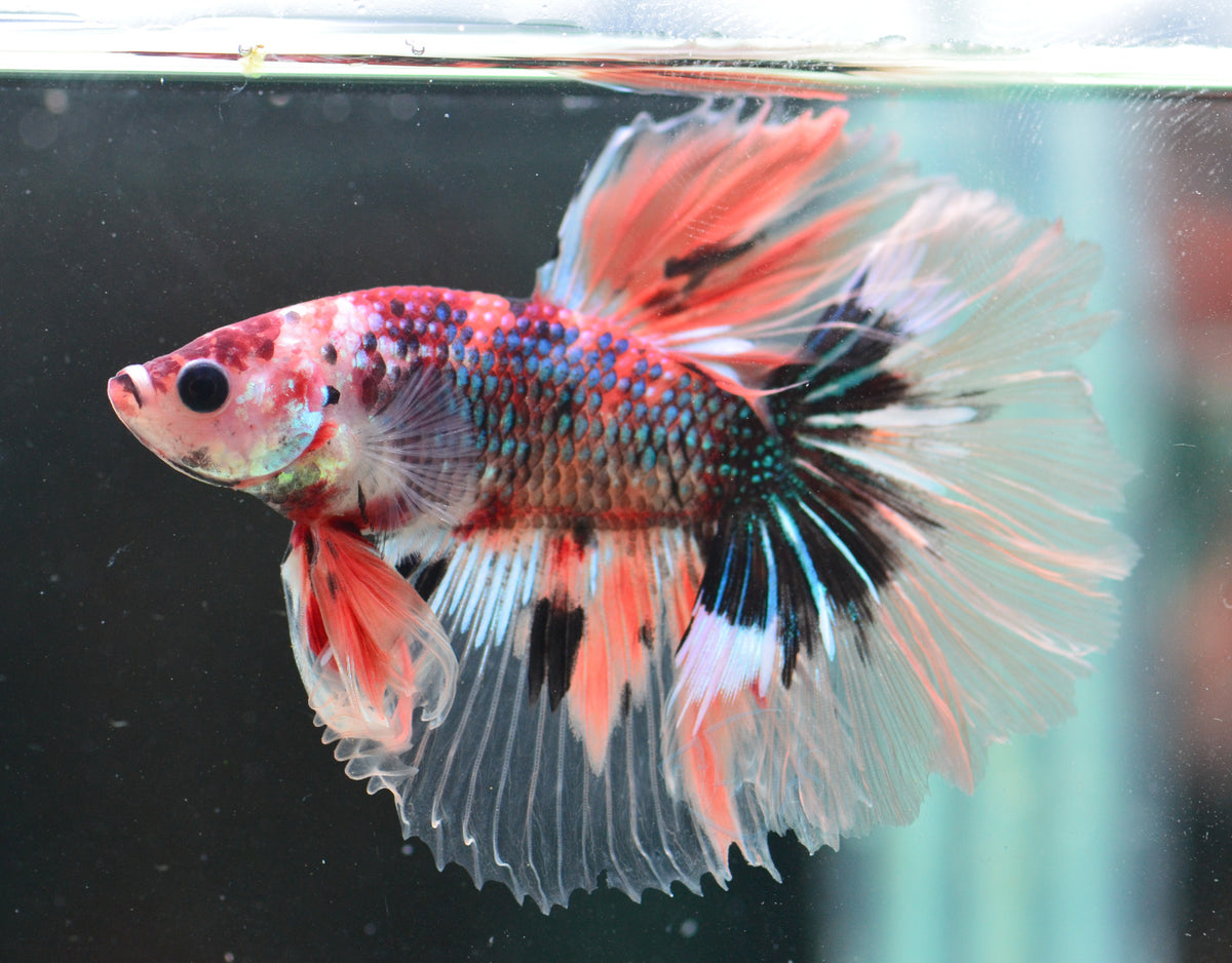 Nemo Halfmoon Male