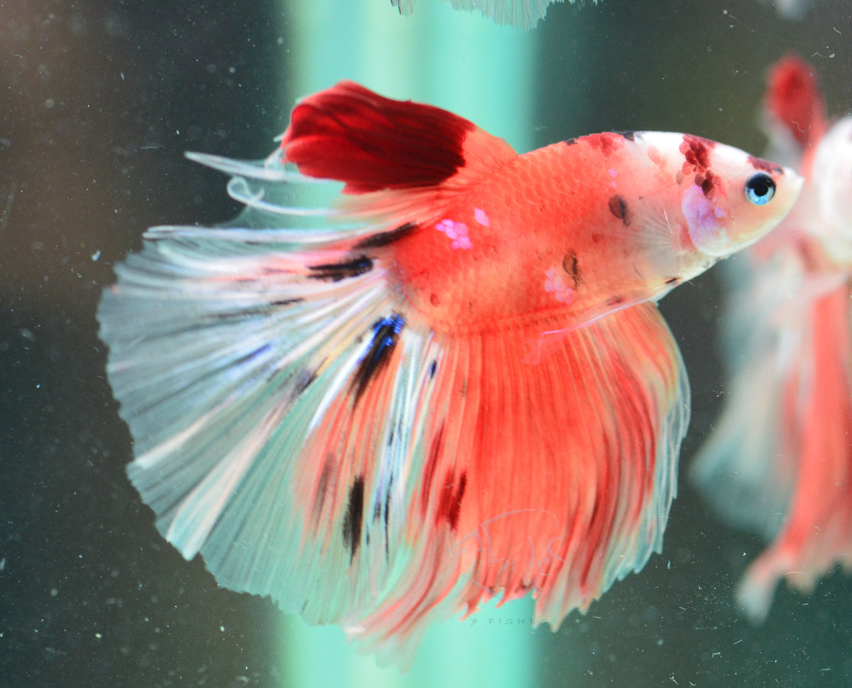 Nemo Halfmoon Male
