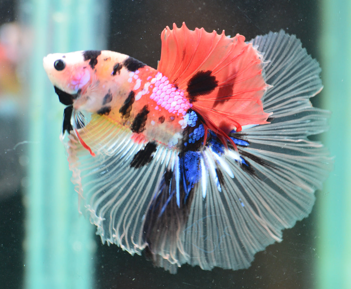 Nemo Halfmoon Male