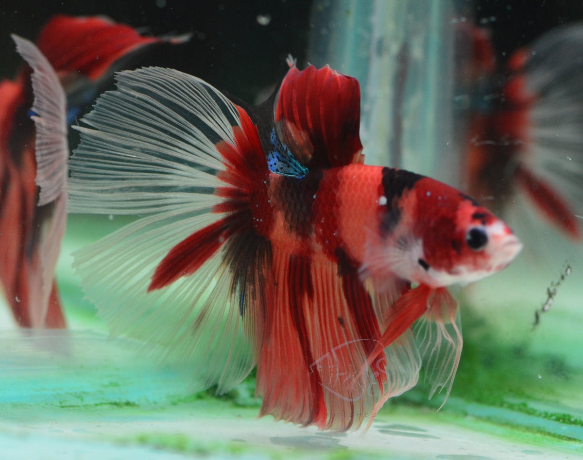 Nemo Halfmoon Male