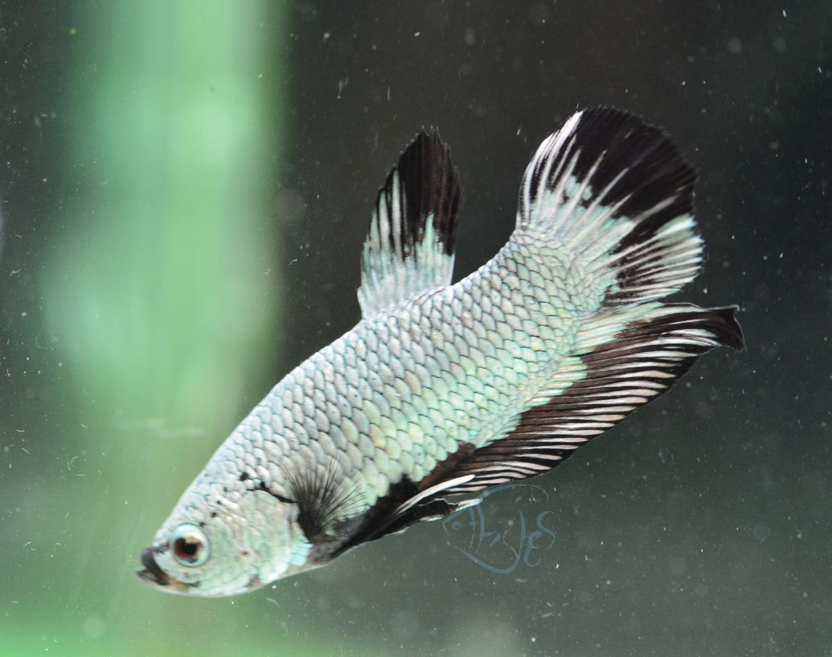 Black Dragon HMPK Male