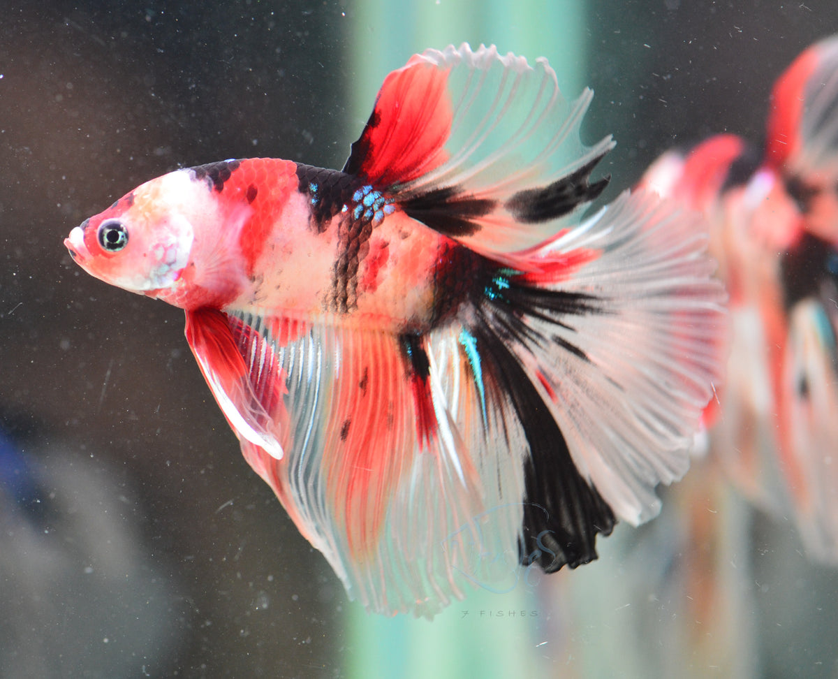 Nemo Halfmoon Male