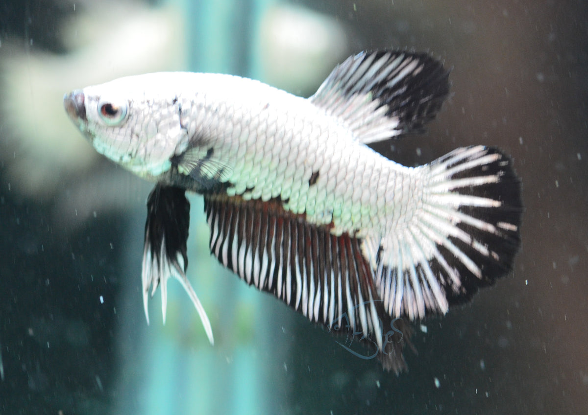 Black Dragon HMPK Male