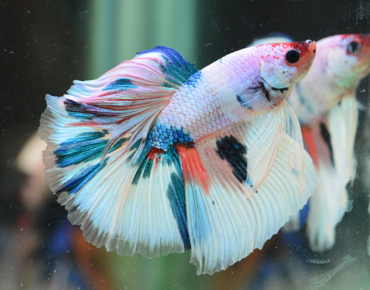 Candy Halfmoon Male