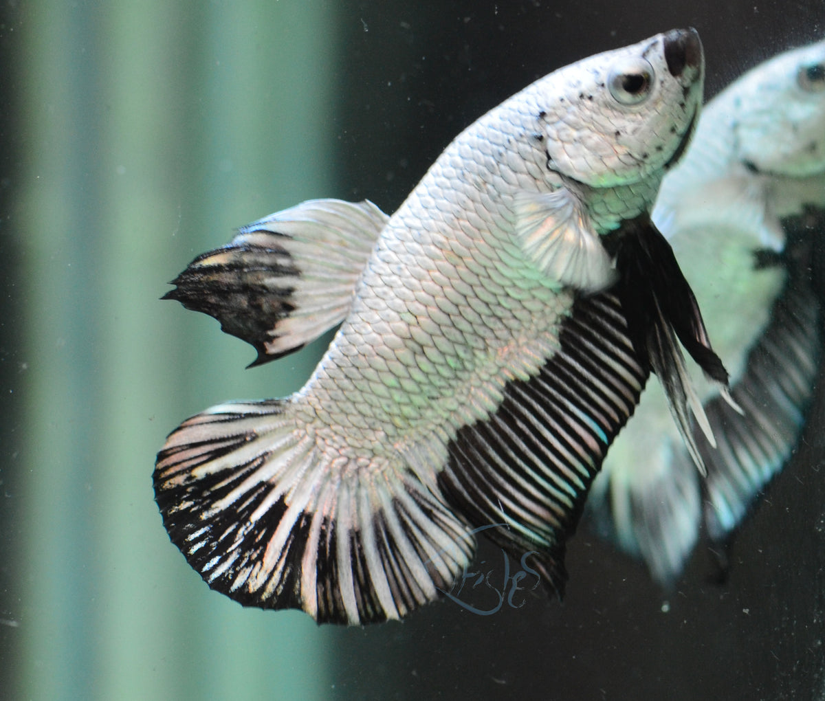 Black Dragon HMPK Male
