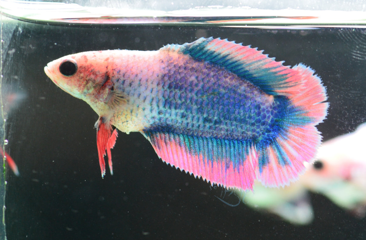 Pastel Fancy Doubletail Female