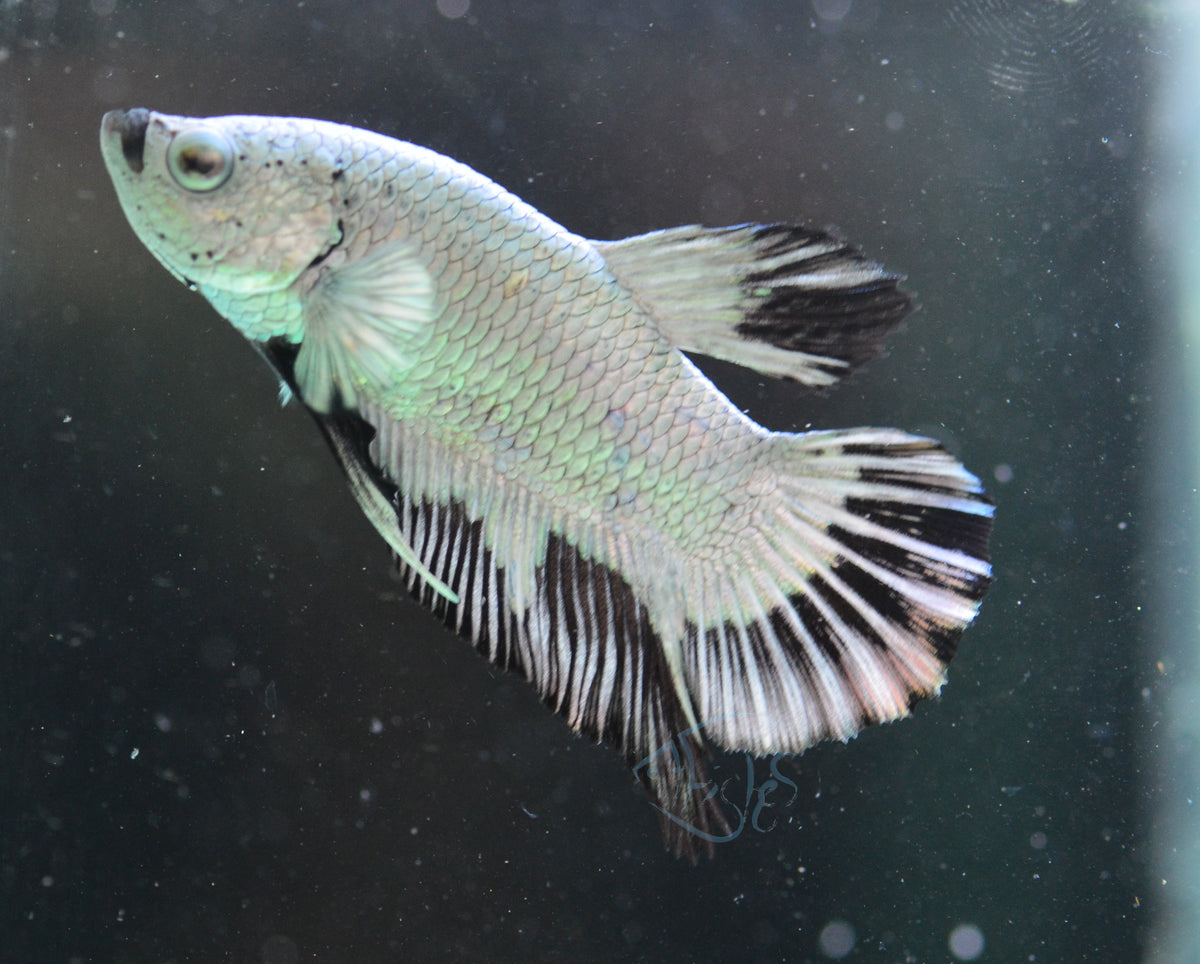 Black Dragon HMPK Male