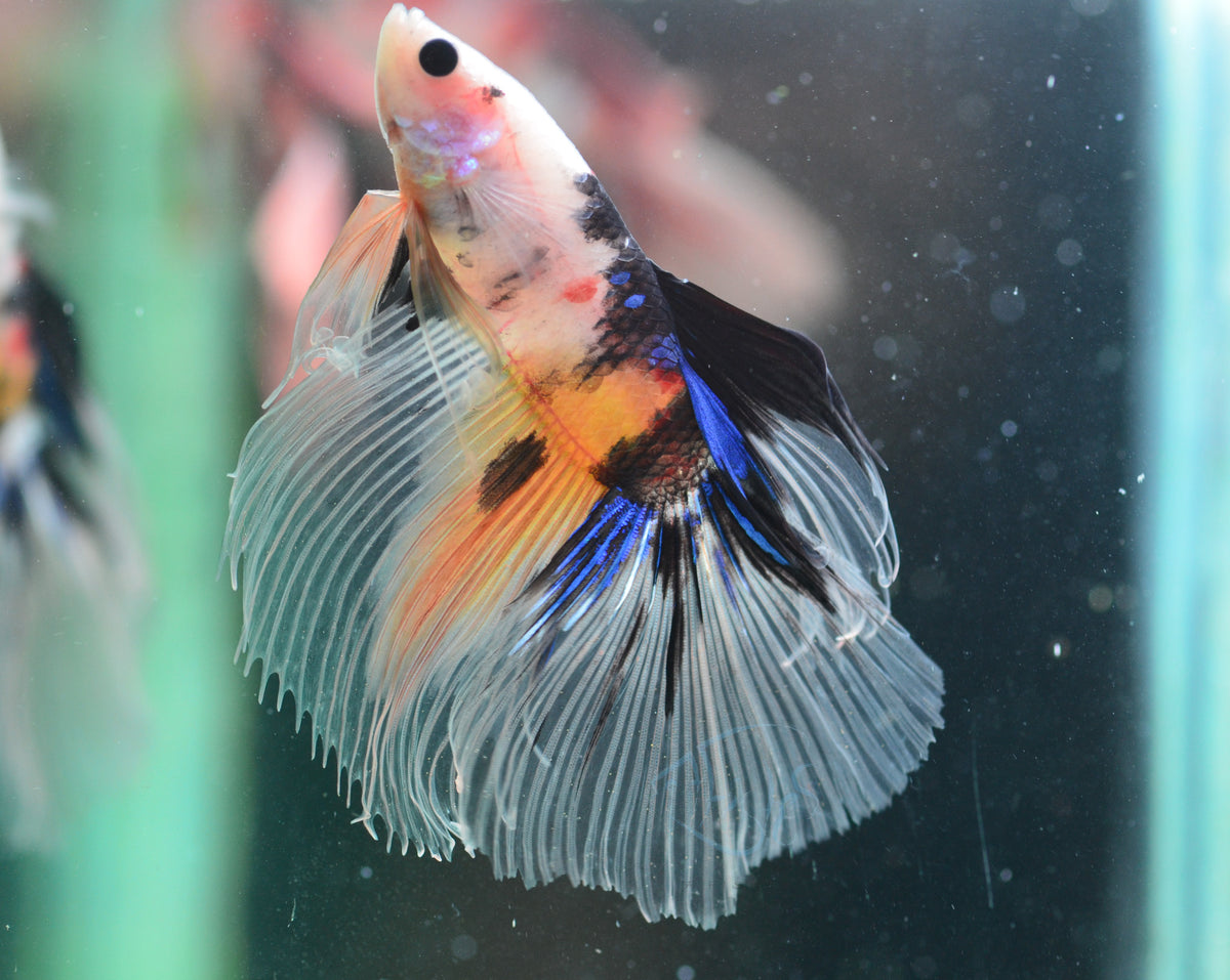 Nemo Halfmoon Male