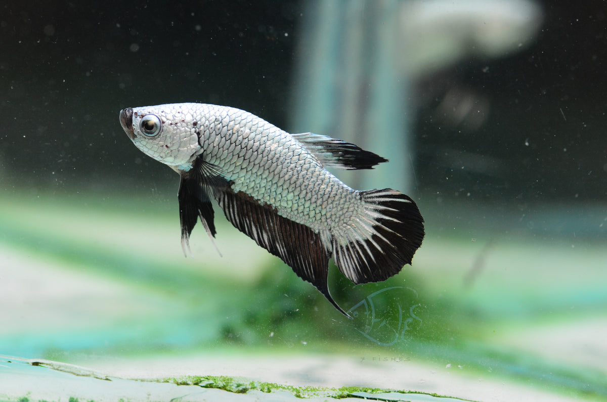 Black Dragon HMPK Male