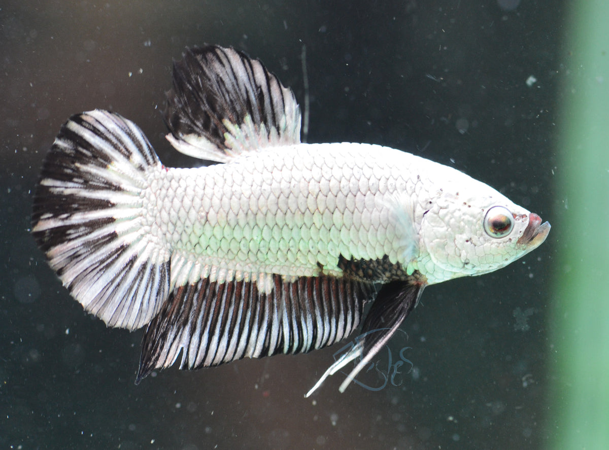 Black Dragon HMPK Male