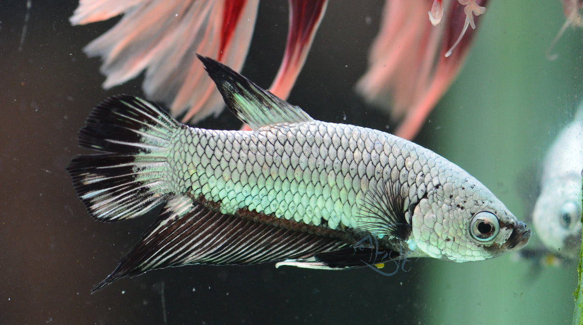 Black Dragon HMPK Male