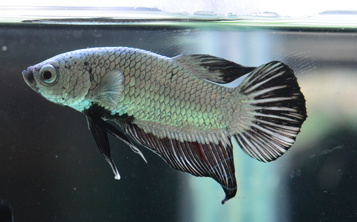 Black Dragon HMPK Male
