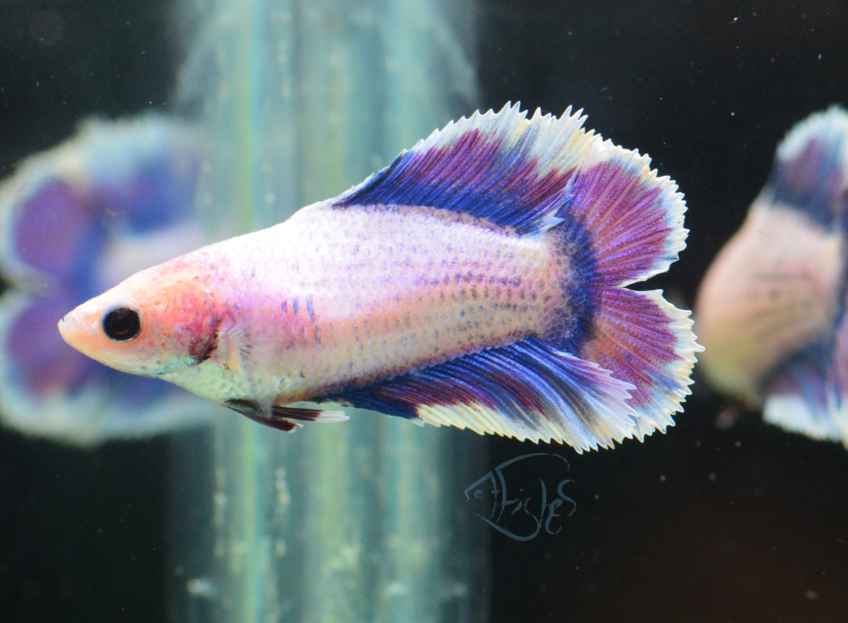 Pastel Purple Doubletail Female