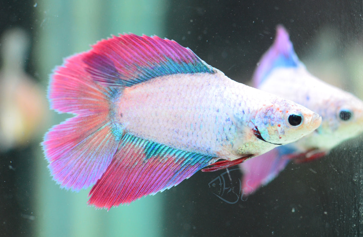 Iridescent Doubletail Female