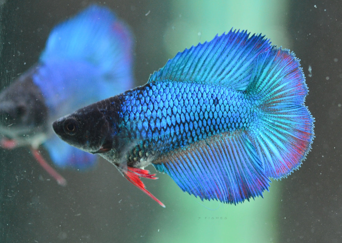 Turquoise Doubletail Female
