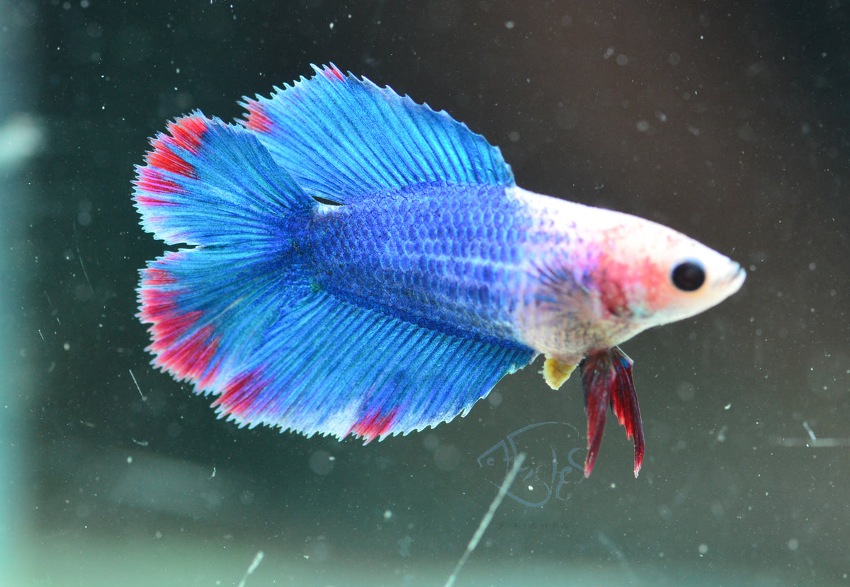Blue Marble Doubletail Female