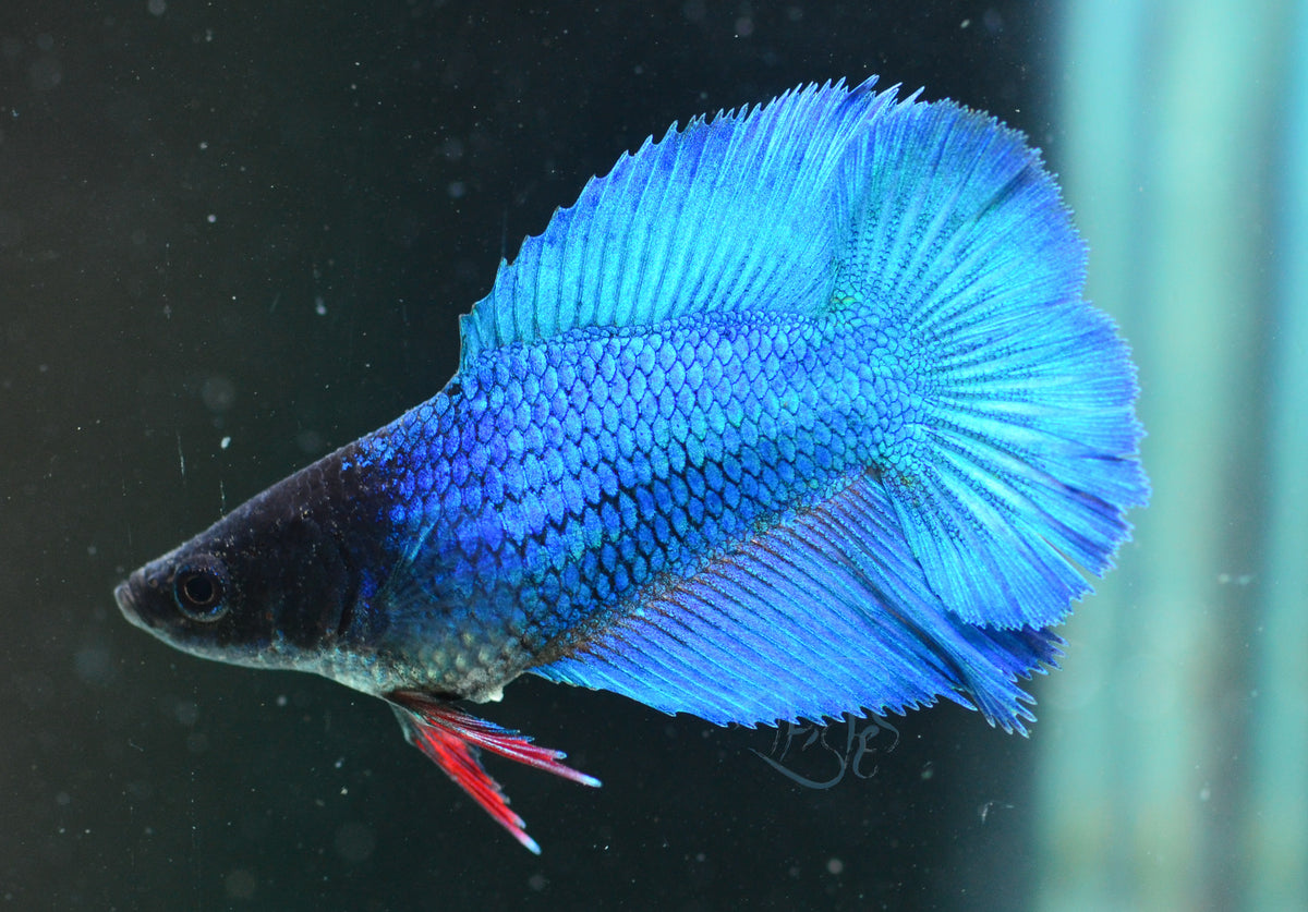 Blue Doubletail Female
